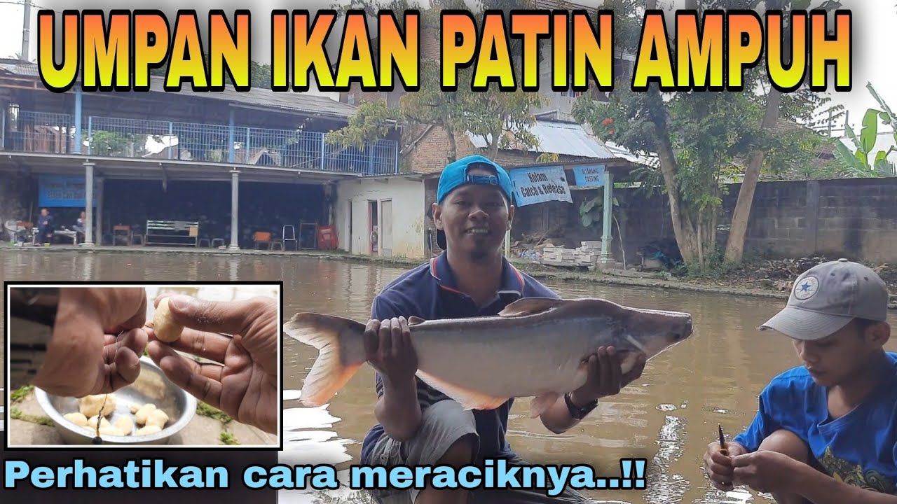 RACIKAN UMPAN IKAN PATIN | Umpan roti AMPUH langsung dicoba
