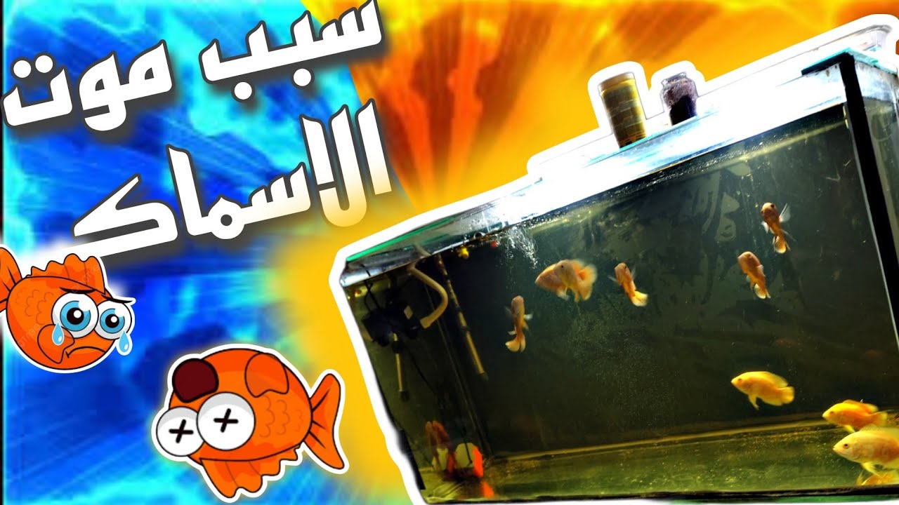 الدوري البيولوجية| ليه الحوض بعكر | عمل الدوره البيولوجية بسرعة الحق سمكك