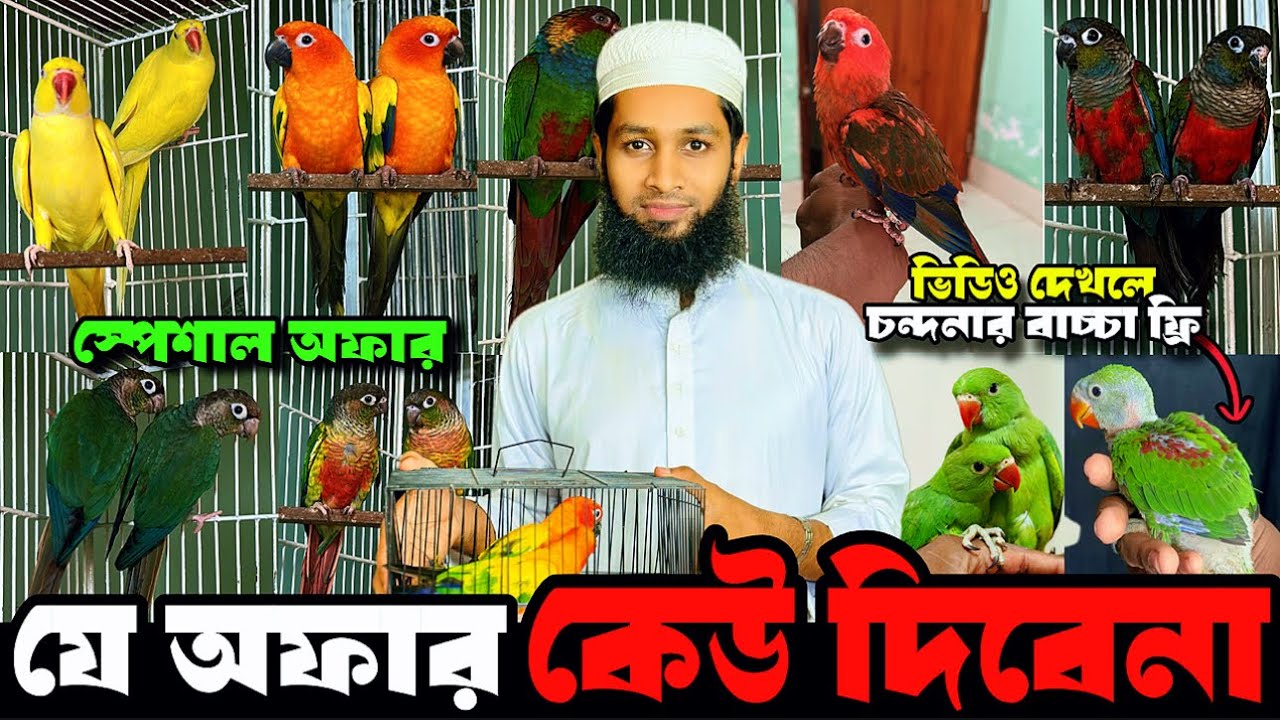 যে অফার কেউ দিবেনা | ২৪ ঘন্টার ঝড়োয়া অফার | ভিডিও দেখলে পাখি ফ্রি, চন্দনার বাচ্চা 🦜🦜 #চন্দনা #Parrot