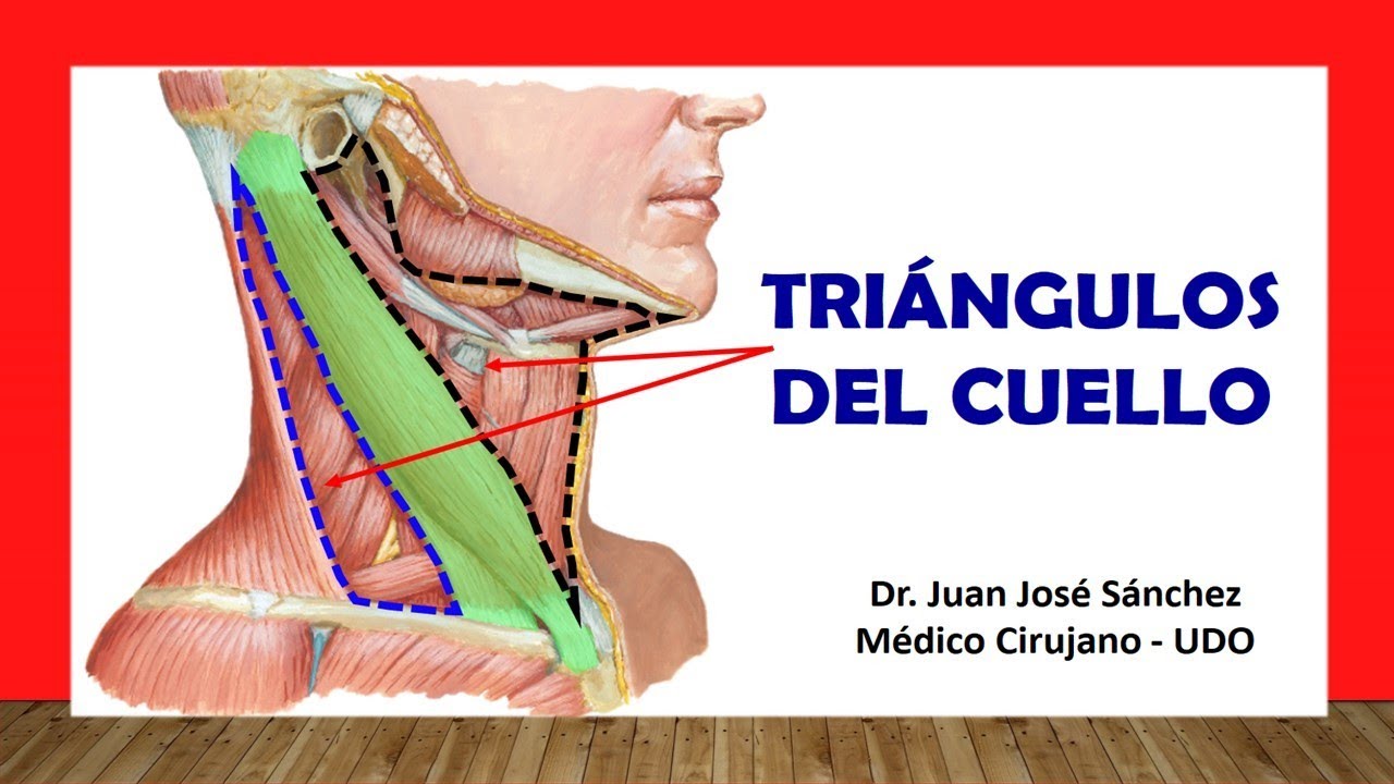 🥇 TRIÁNGULOS DEL CUELLO. Fácil, Rápido y Sencillo