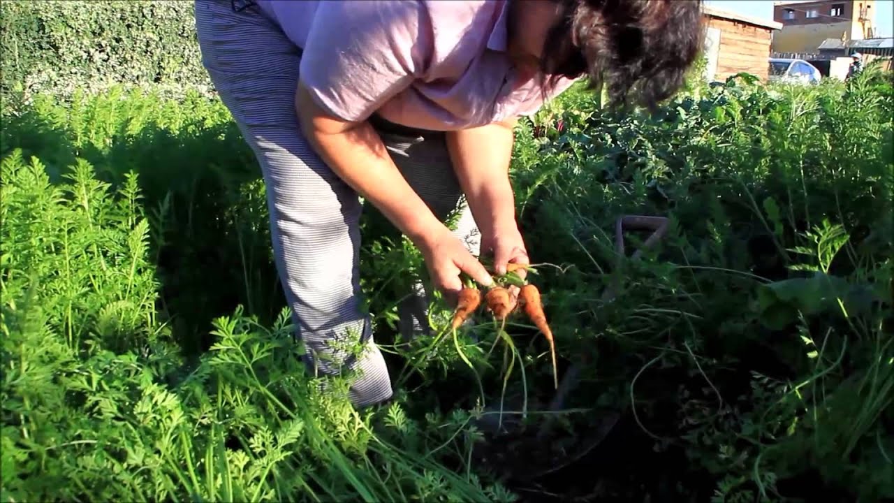 carrot harvesting1