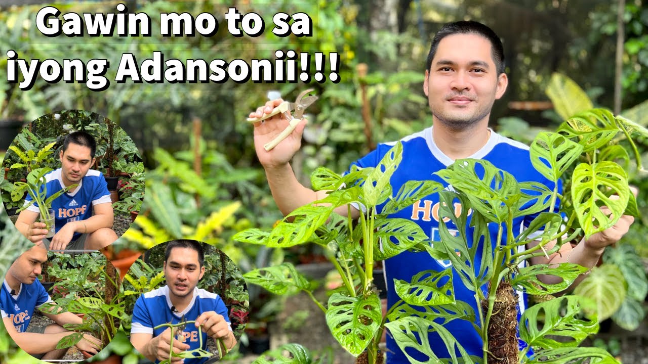 MOST EFFECTIVE WAYS OF PROPAGATING MONSTERA ADANSONII