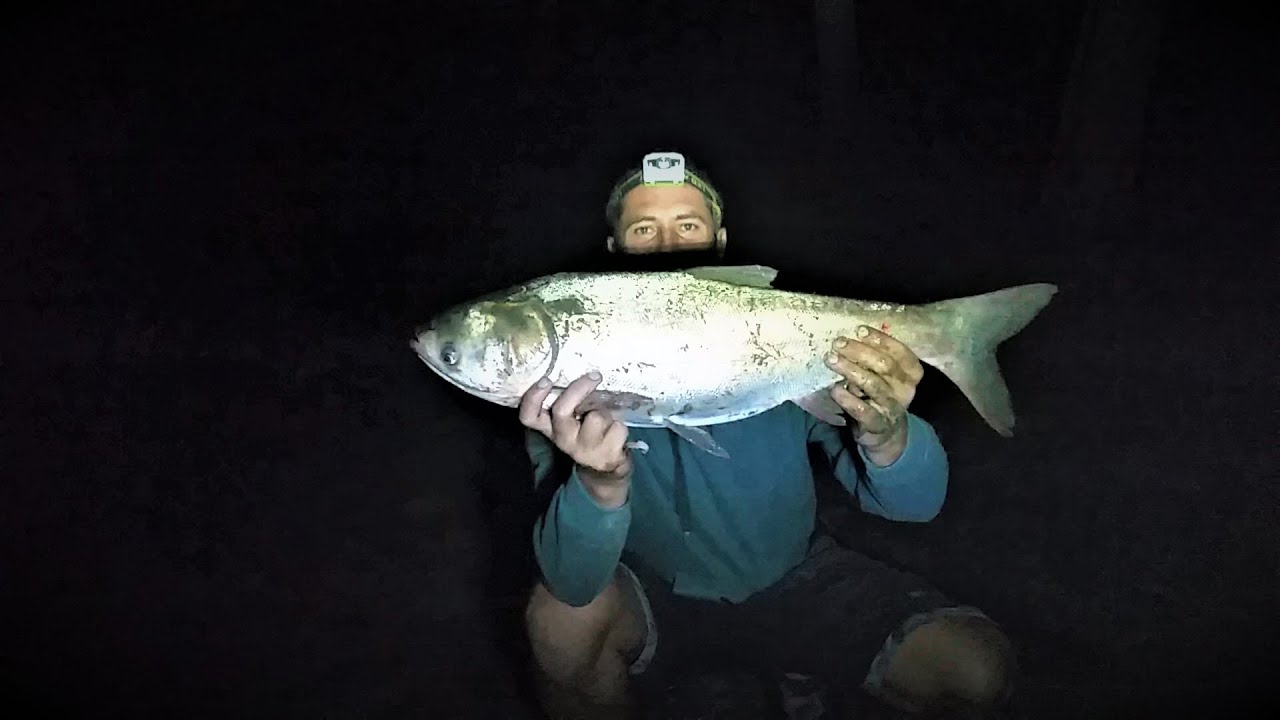 Pecanje Tolstolobika na Tisi - Prvi put na bikove + merenje šarana | Fishing silver carp river Tisa
