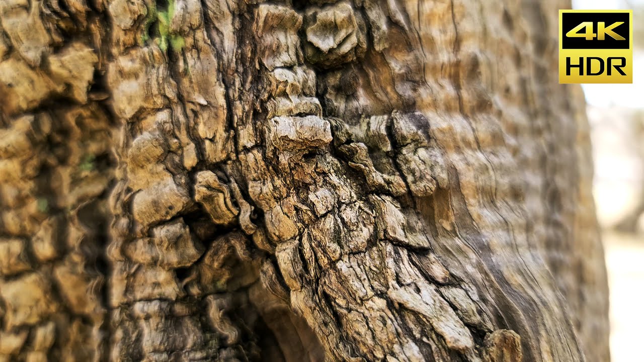 Old Trees (HDR10+) 4K Sample Footage Video HDR10 Plus // Galaxy S22 Ultra HDR 2160p