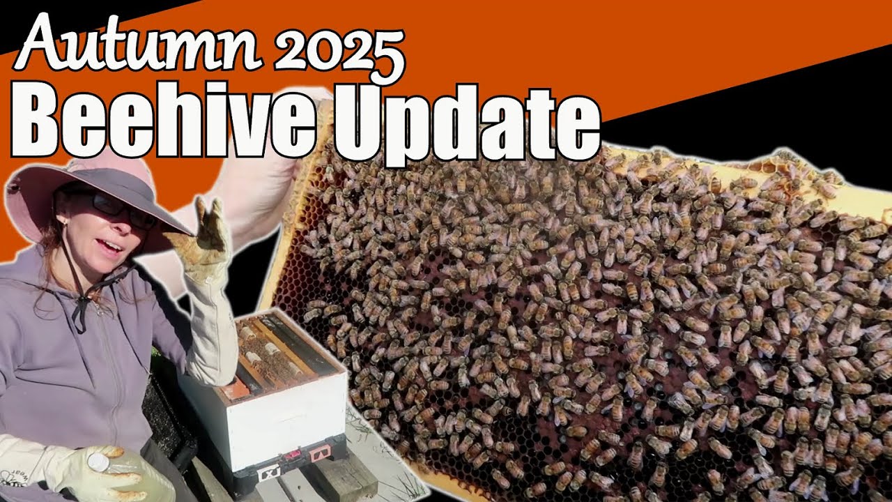 Beehive Update April 2025