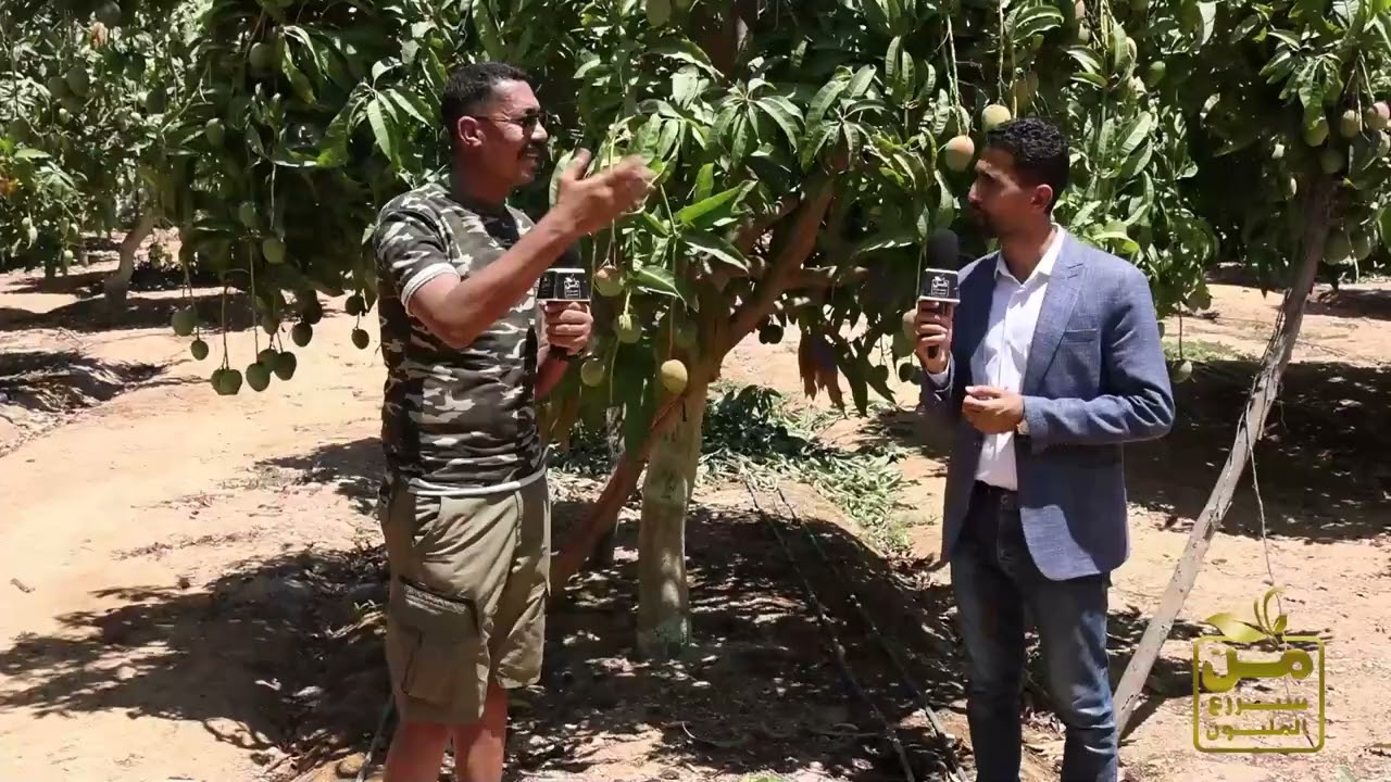 موسم حصاد المانجو.. ملك الفواكه المحببة للمصريين