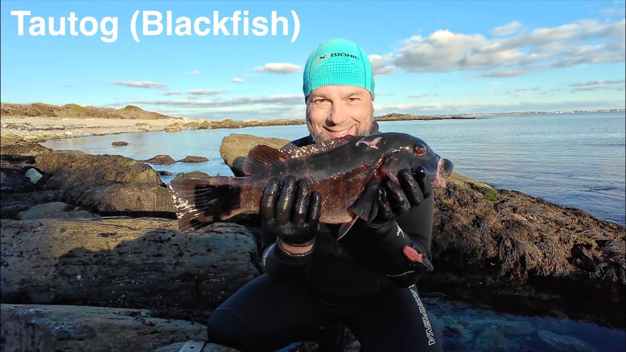 Tautog spearfishing in Rhode Island. Tautog Blackfish underwater fishing USA.