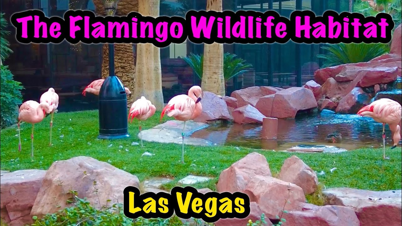 The Flamingo Wildlife Habitat, Las Vegas - Walking Tour