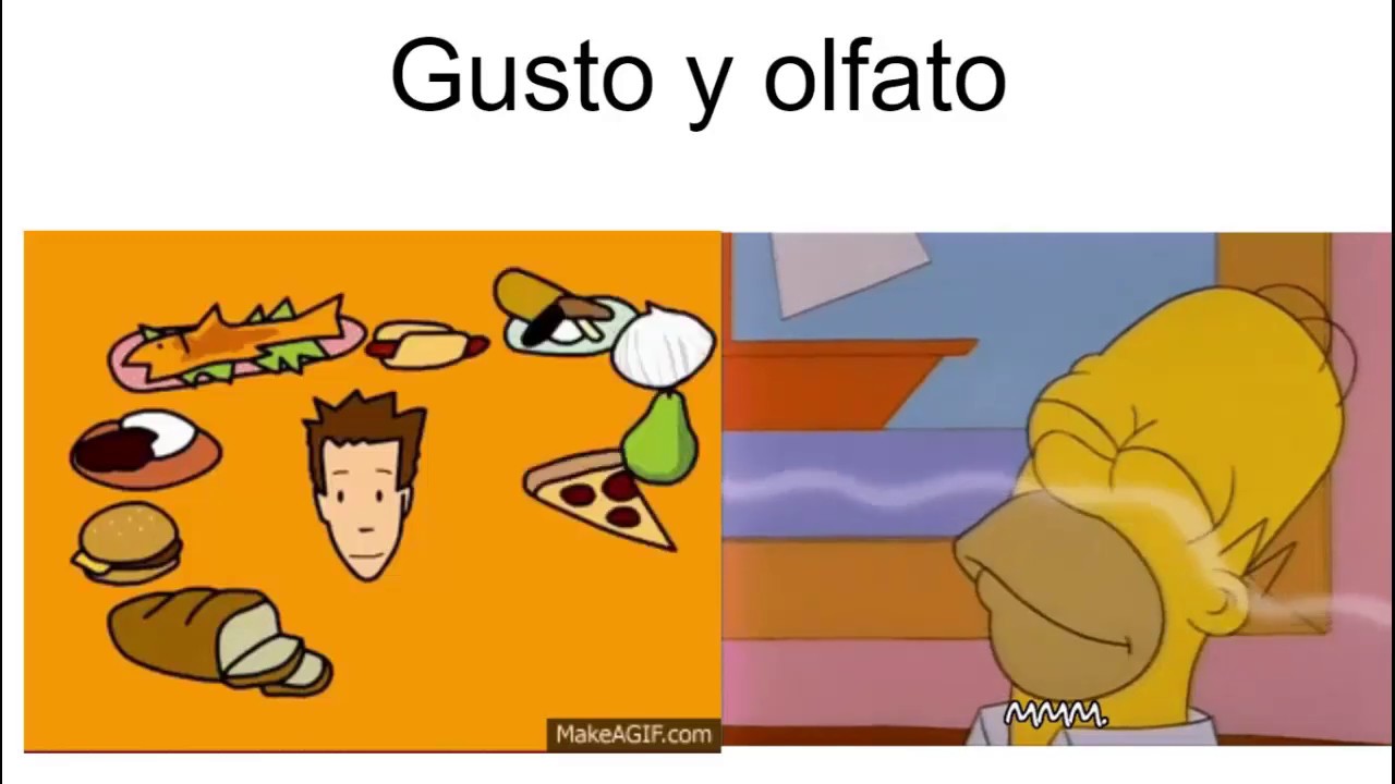 Fisiología del gusto y el olfato | Fisiología de Guyton