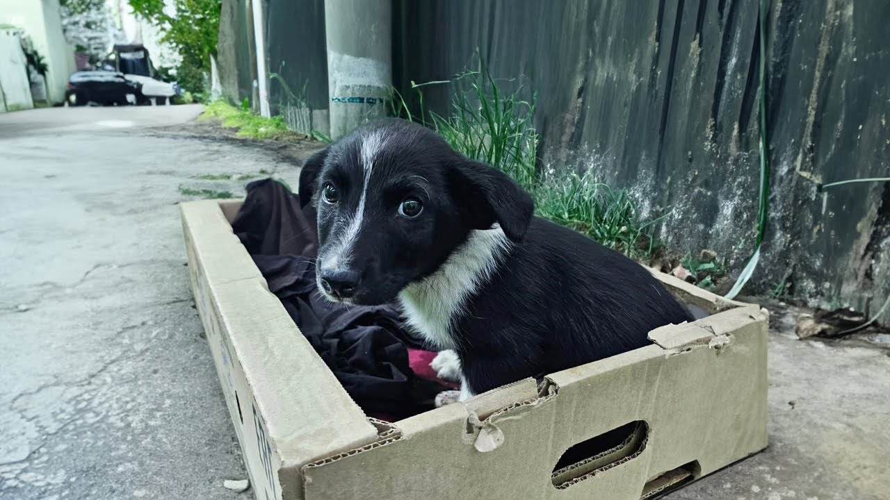 The puppy whimpered and watched each passerby, they ignored him with crushed paws
