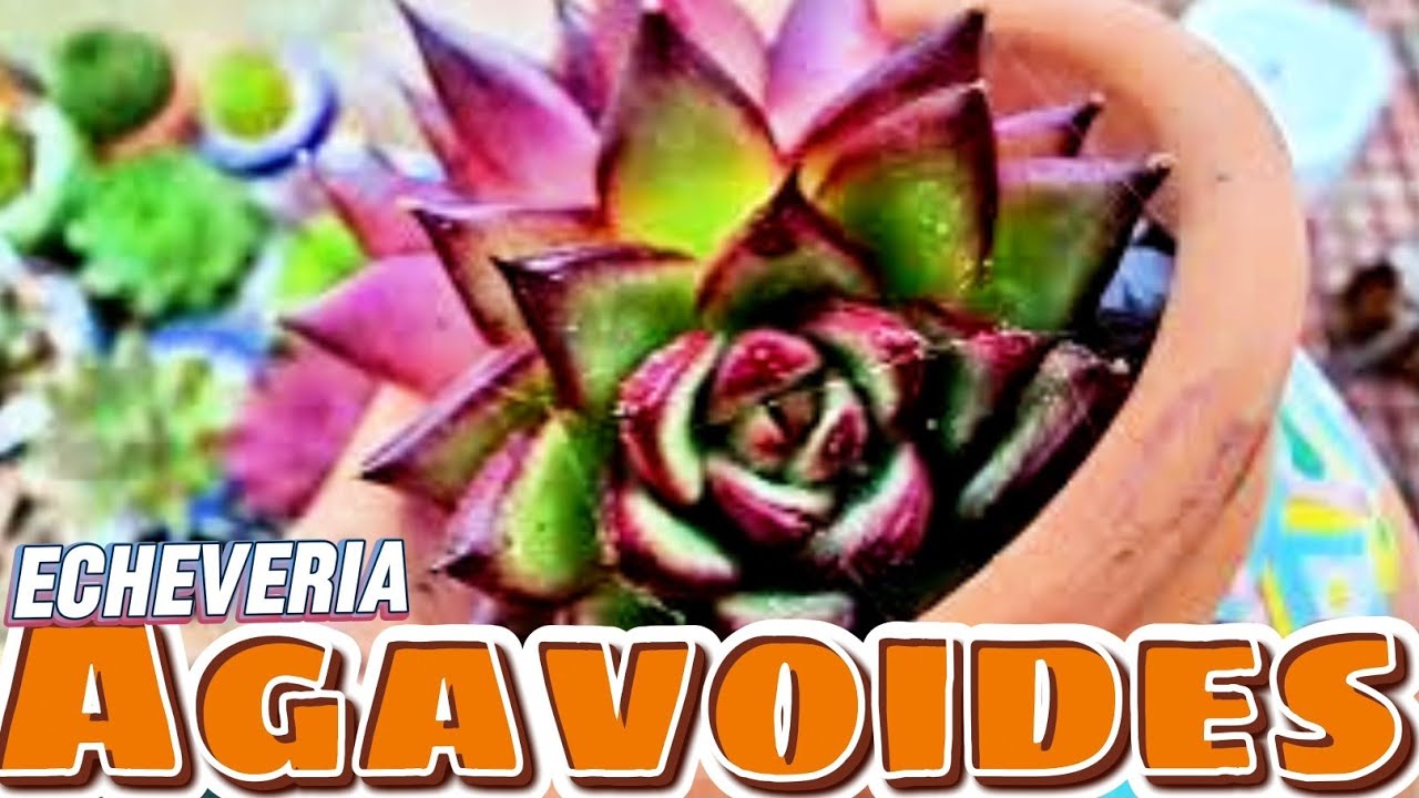 TODA mi colección de AGAVOIDES 