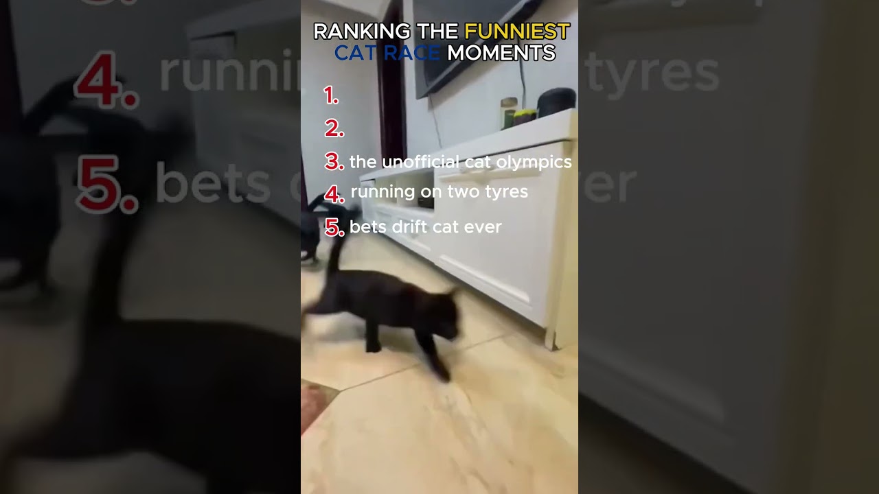 Ranking the funniest cat race moments 😸🏎