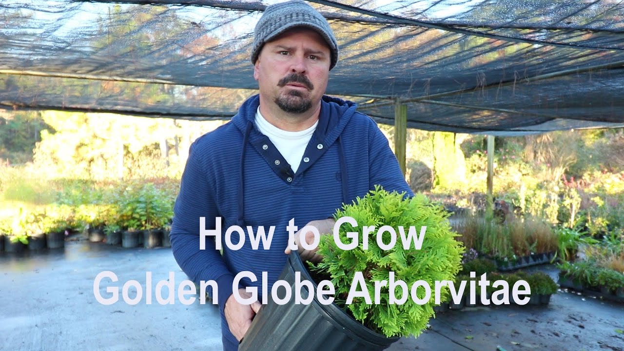 How to grow Golden Globe Arborvitae with a detailed description