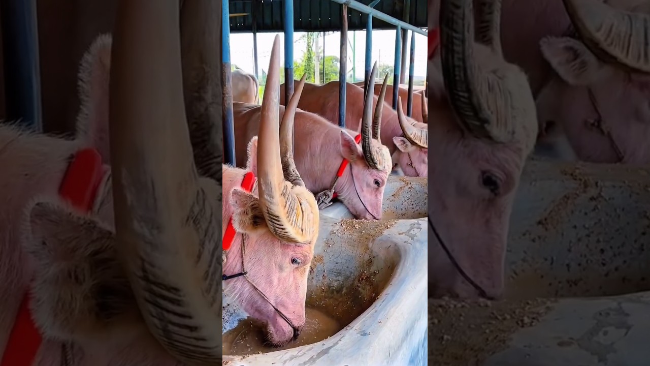 Pink colour buffalo gives maximum milk.