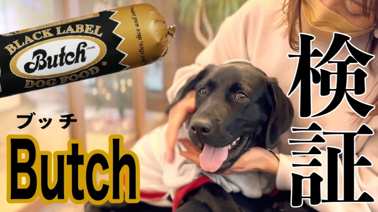 【犬　Butch】高級ドッグフード・ブッチを徹底検証！結果が可愛い過ぎた…［ラブラドールレトリバー］