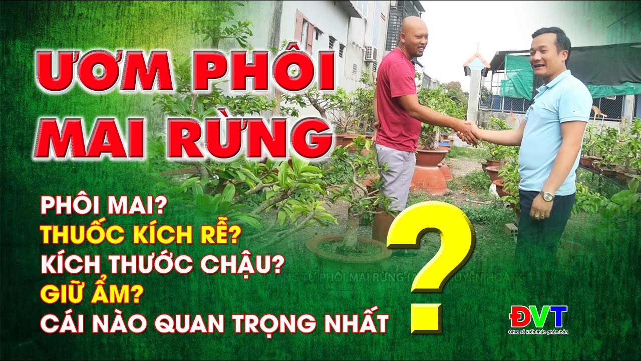 Ươm mai vàng từ phôi mai rừng? thuốc kích rễ, kích thước chậu, độ ẩm... cái nào quan trọng nhất?