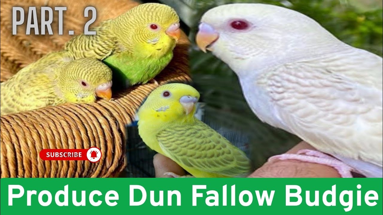 How To Produce Dun Fallow part,2. Dun Fallow Budgie Kese Banaye. Produce Dun Fallow Budgies. #views