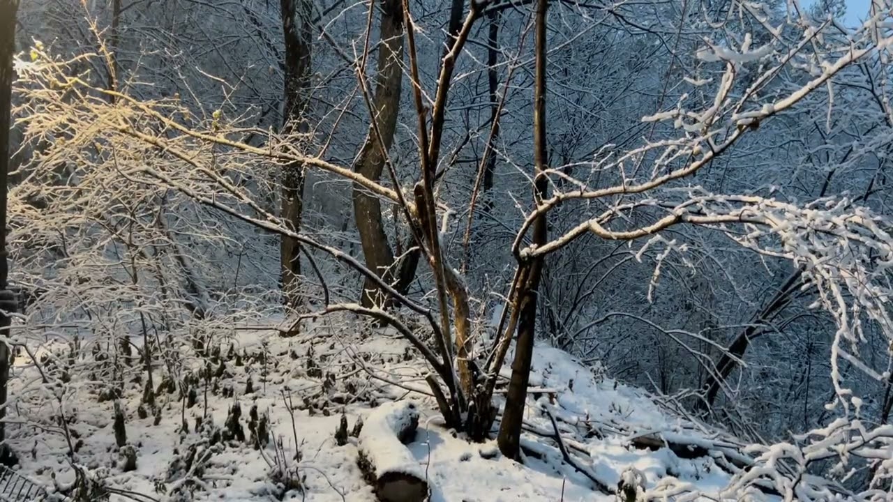 Quiet Winter Forest After Snowfall | Peaceful Nature Ambience