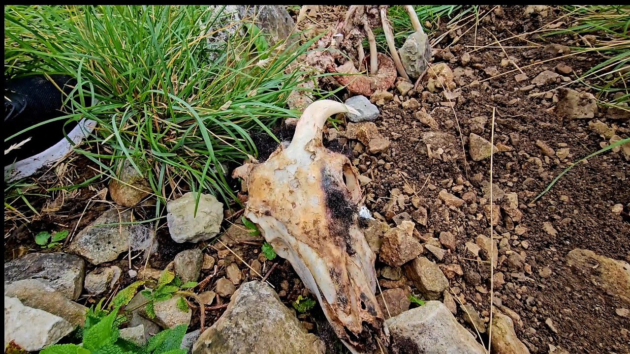 Morning hike. Pt. 2. On the edge. #asmr.