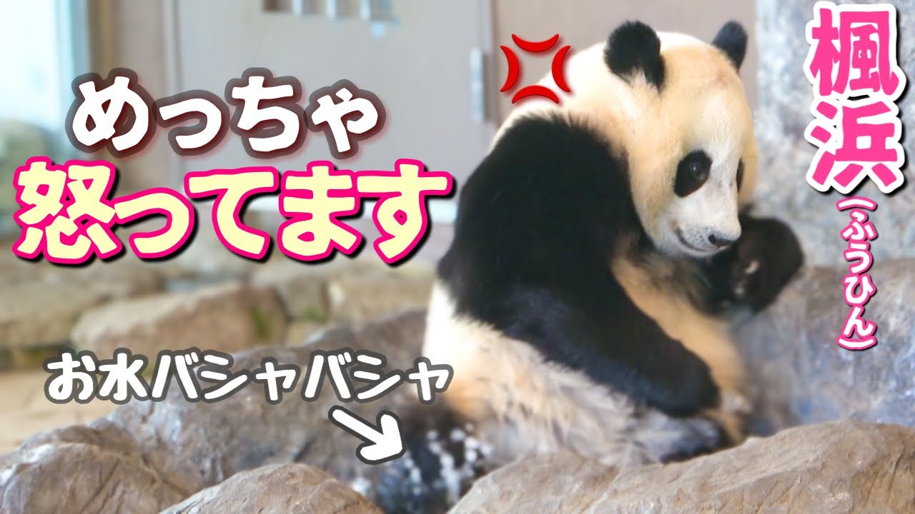 【パンダアイドル楓浜】脱オコ💢宣言❗️うわ〜いっぱい怒った1歳シーンをまとめてみた（笑）