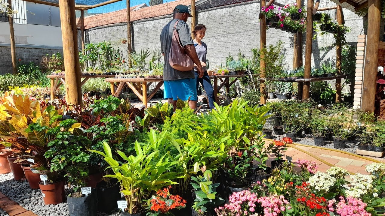 VISITANDO uma FLORICULTURA LINDA ...morenaflor e cactos 🌵