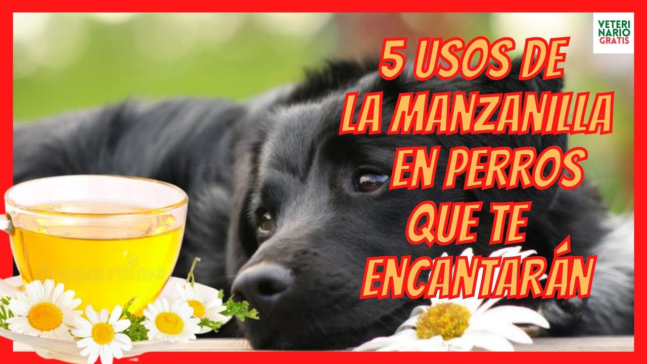 5 REMEDIOS CON MANZANILLA PARA PERROS 🌼 CON ANSIEDAD, PULGAS, GARRAPATAS, DIARREA...