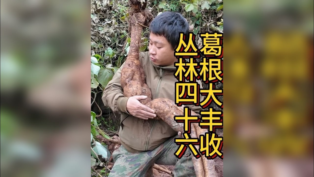 丛林四十六 带着菠萝上山挖葛根，太多了差点扛不回去，这次换个提粉方法试试看