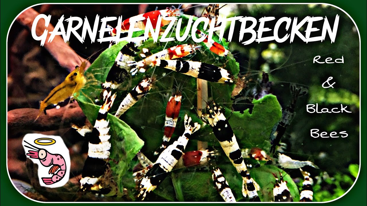 garnelenzuchtbecken  - Red Black Bees Taiwaner Bienengarnelen caridina
