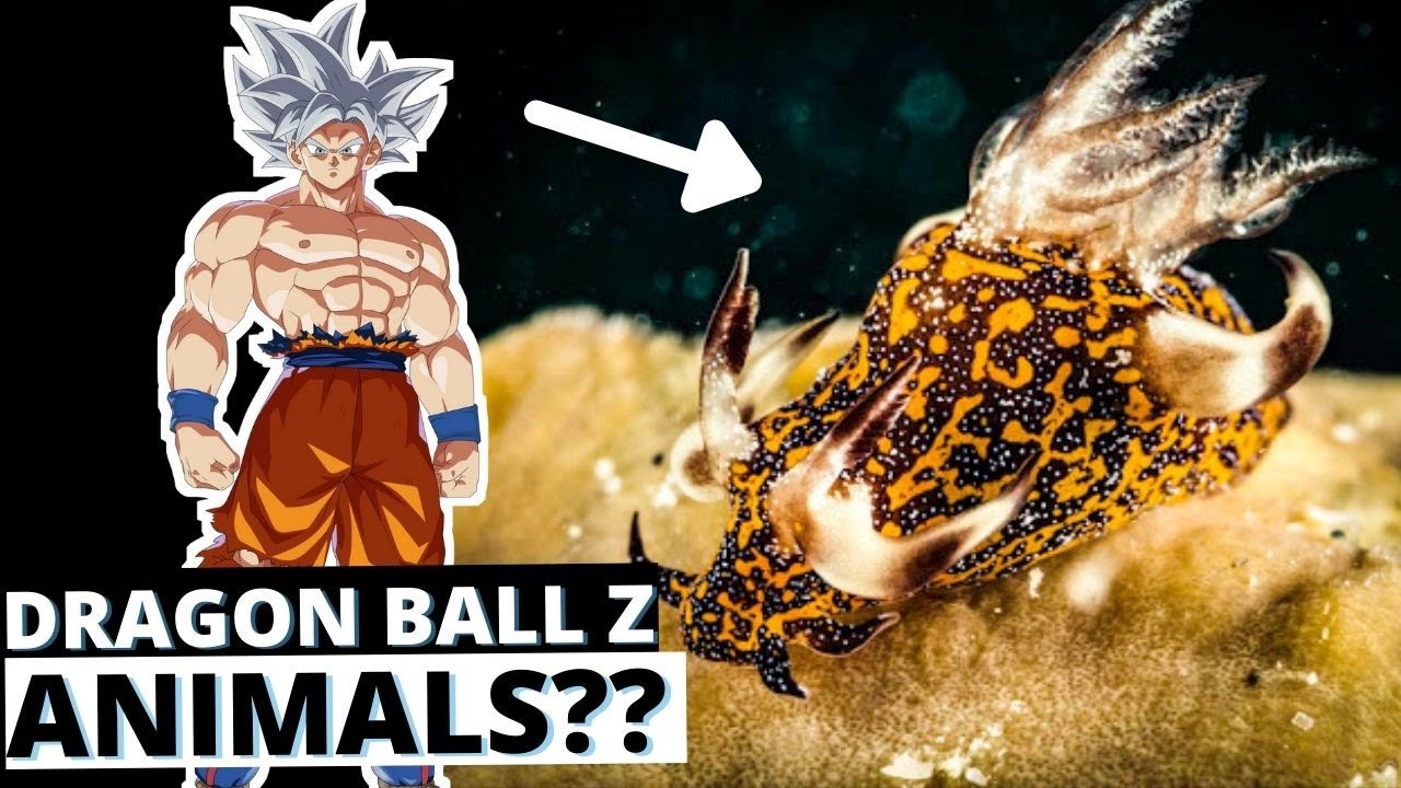 When Fish look like Dragon Ball Z Characters! (Trapania miltabrancha)