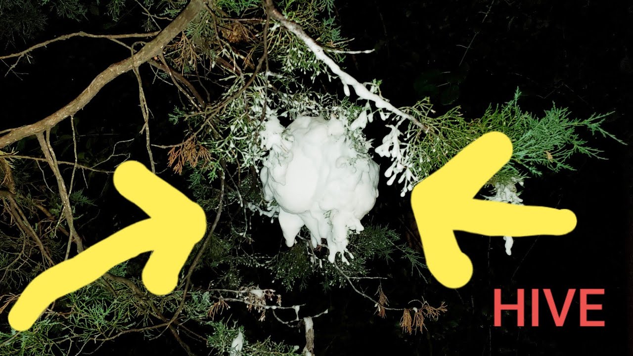 How to Kill  a Wasp / Hornet / Yellow Jacket / Hive / Nest Hanging in A Tree
