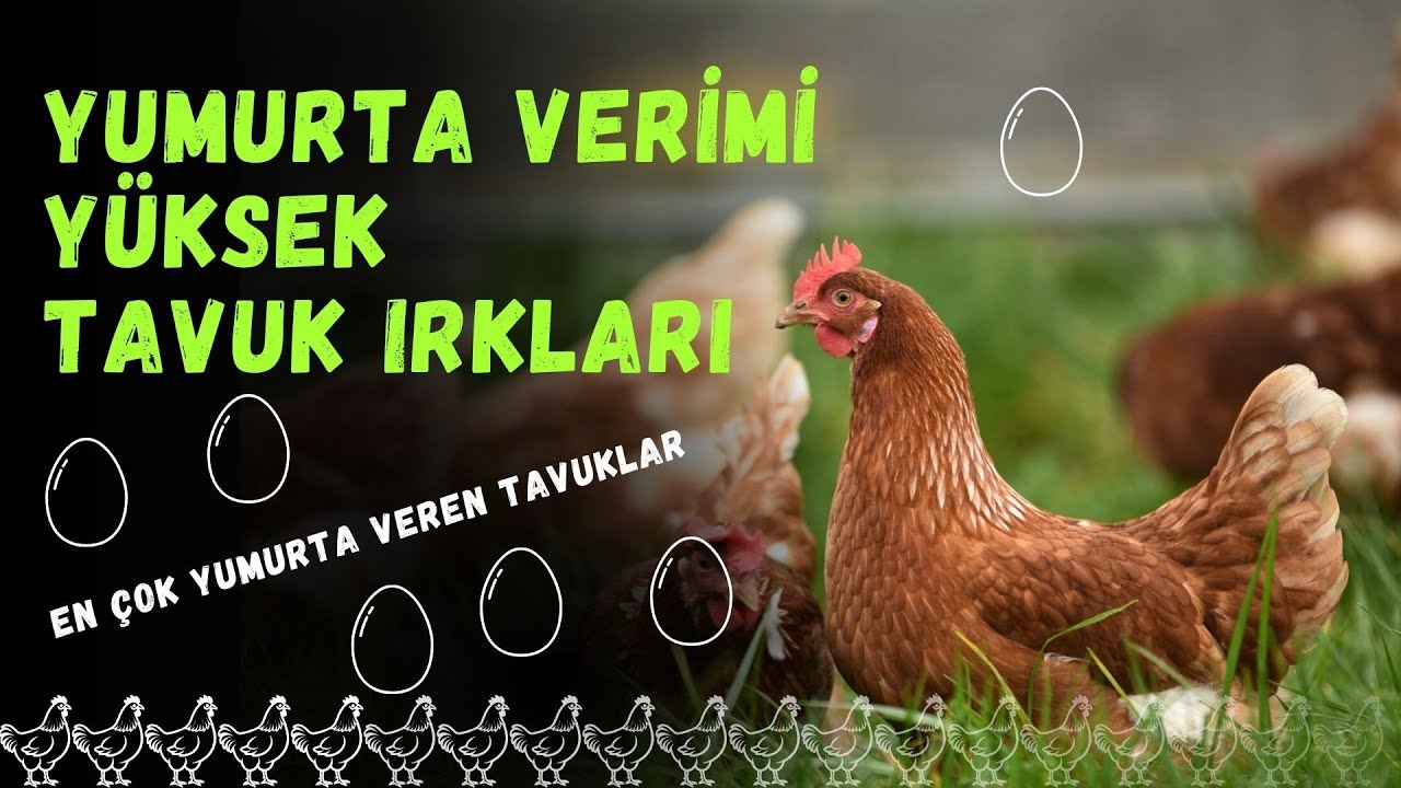 Yumurta Verimi En Y&uuml;ksek Tavuk Irkları