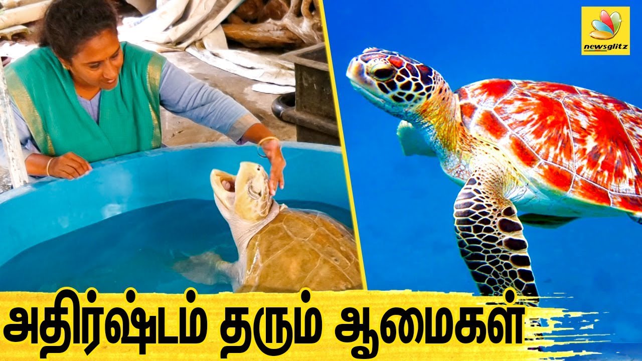 ஆமைகள் பற்றிய அறியப்படாத சுவாரஸ்யங்கள் ! | Dr Supraja Dharini Interview About Turtles, Lucky Factor