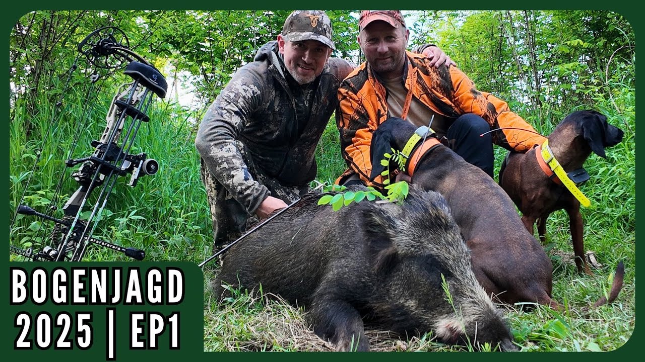 Bowhunting Hungary 2025 | spannende Jagd auf Bock und Wildschwein