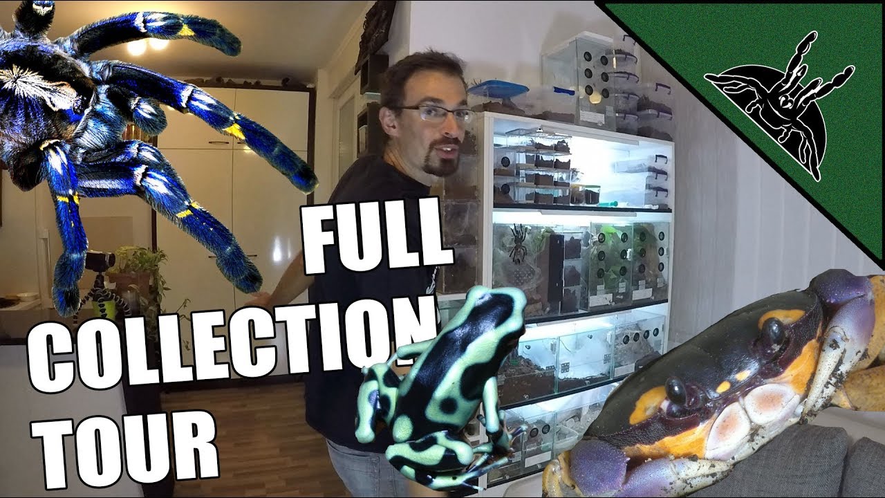 ONE ROOM 90 ANIMALS | FULL COLLECTION TOUR