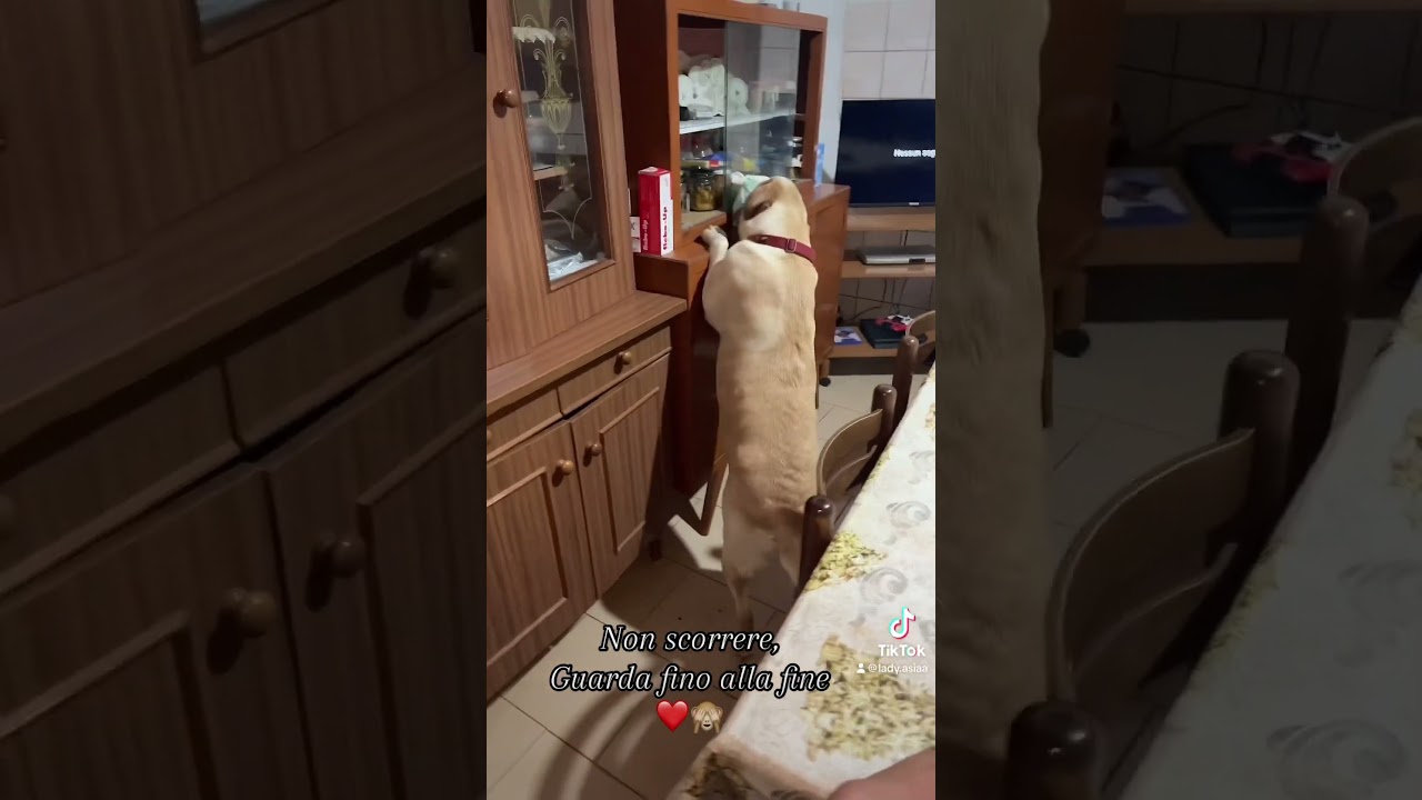 L&rsquo;aiutante della nonna 😍 #labrador #smartdog #dog