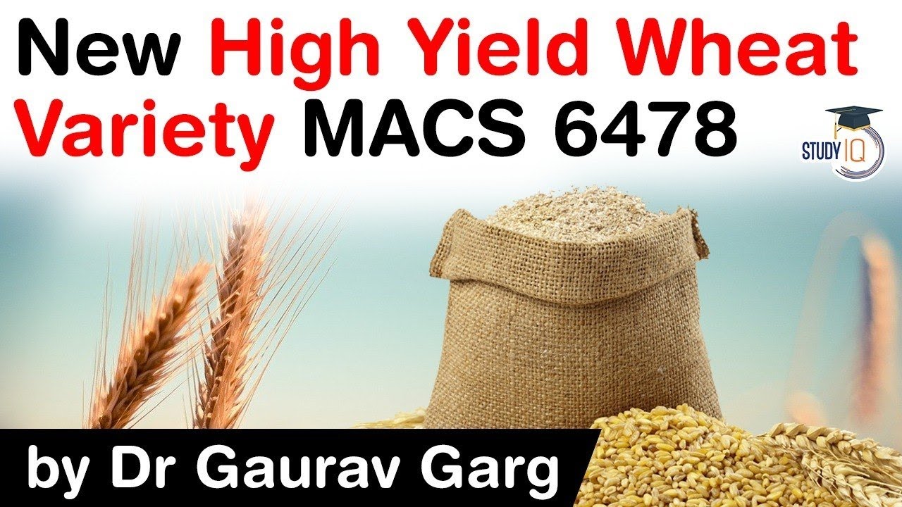 New wheat variety MACS 6478 helps farmers of Maharashtra to double their yield #UPSC #IAS #PCS