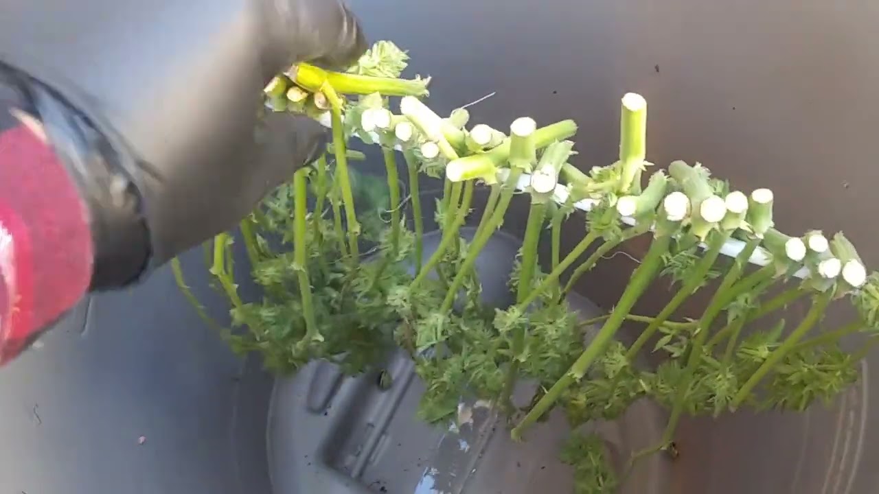 How to hang dry cannabis plants outdoors in a remote location or backyard,for emergency use only