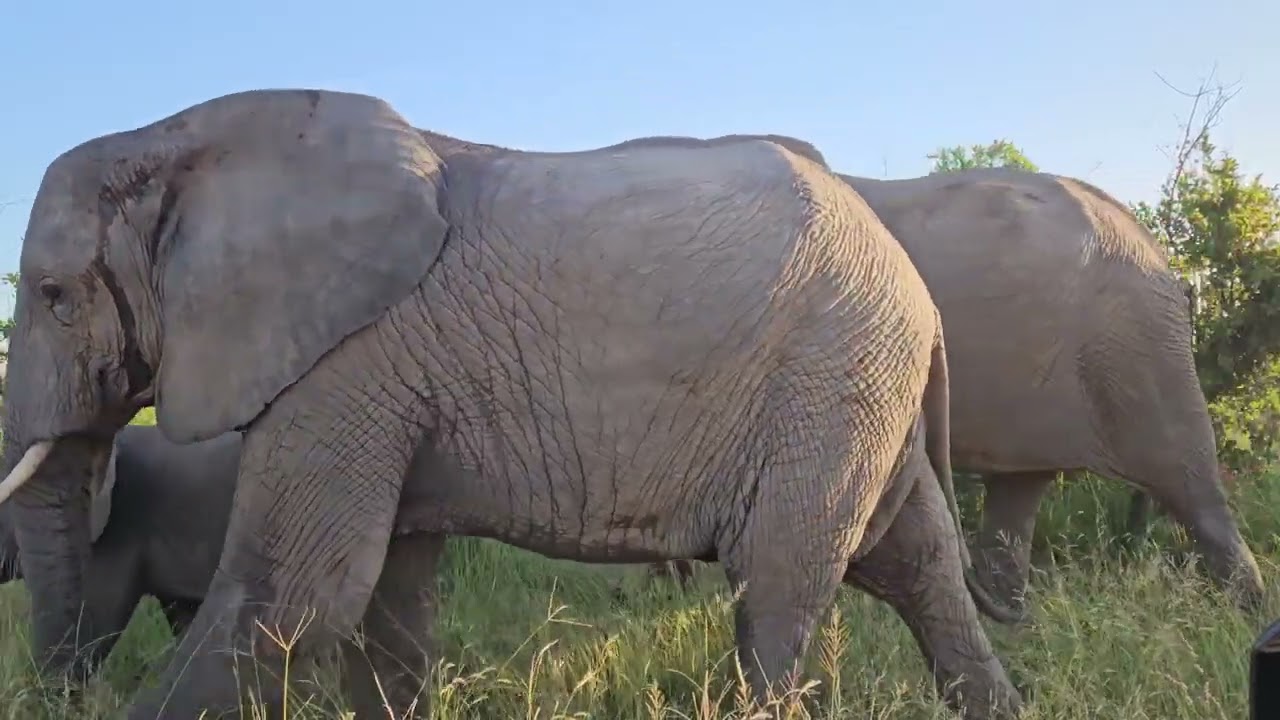 Nowhere to go when Elephant herd approach us on self drive in Kruger. #wildlife #elephant