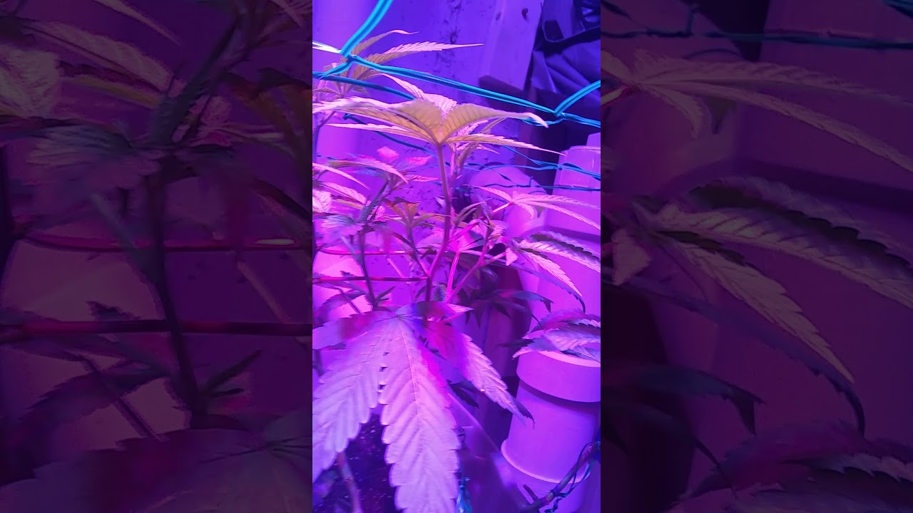Led scrog