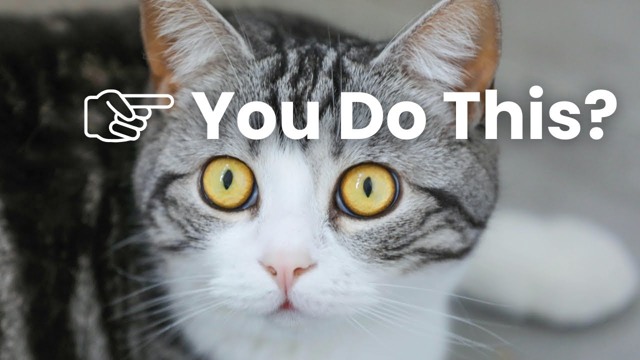 10 Mistakes Almost Every Cat Owner Makes
