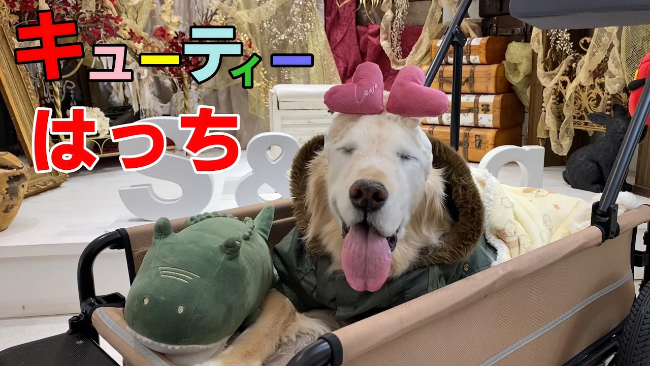 【キューティーはっち】ハートのコスチュームが可愛すぎました！