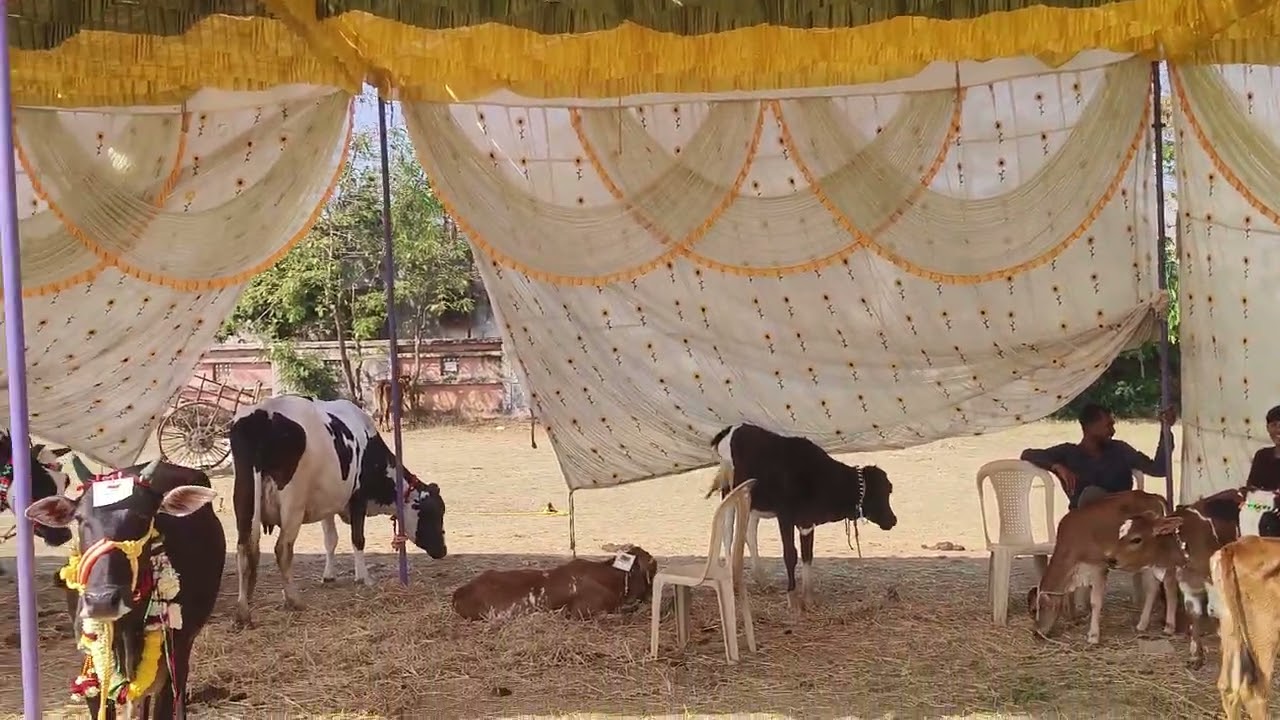 तालुका स्तरीय पशू मेळावा सिहोरा 1626