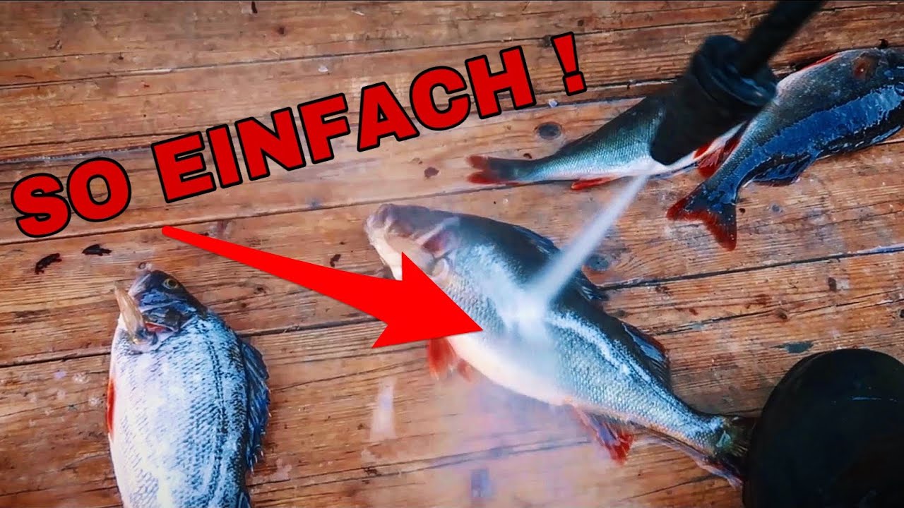 Barsche ENTSCHUPPEN in Sekunden - PREMIUM Catch and Cook!