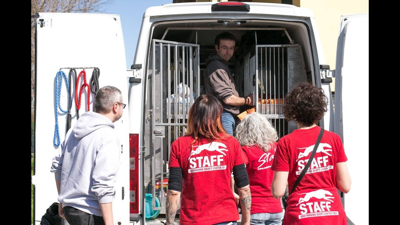 Gaci 20 galgos rescue adopted in italy for gaci march 19 2016 Bis movie