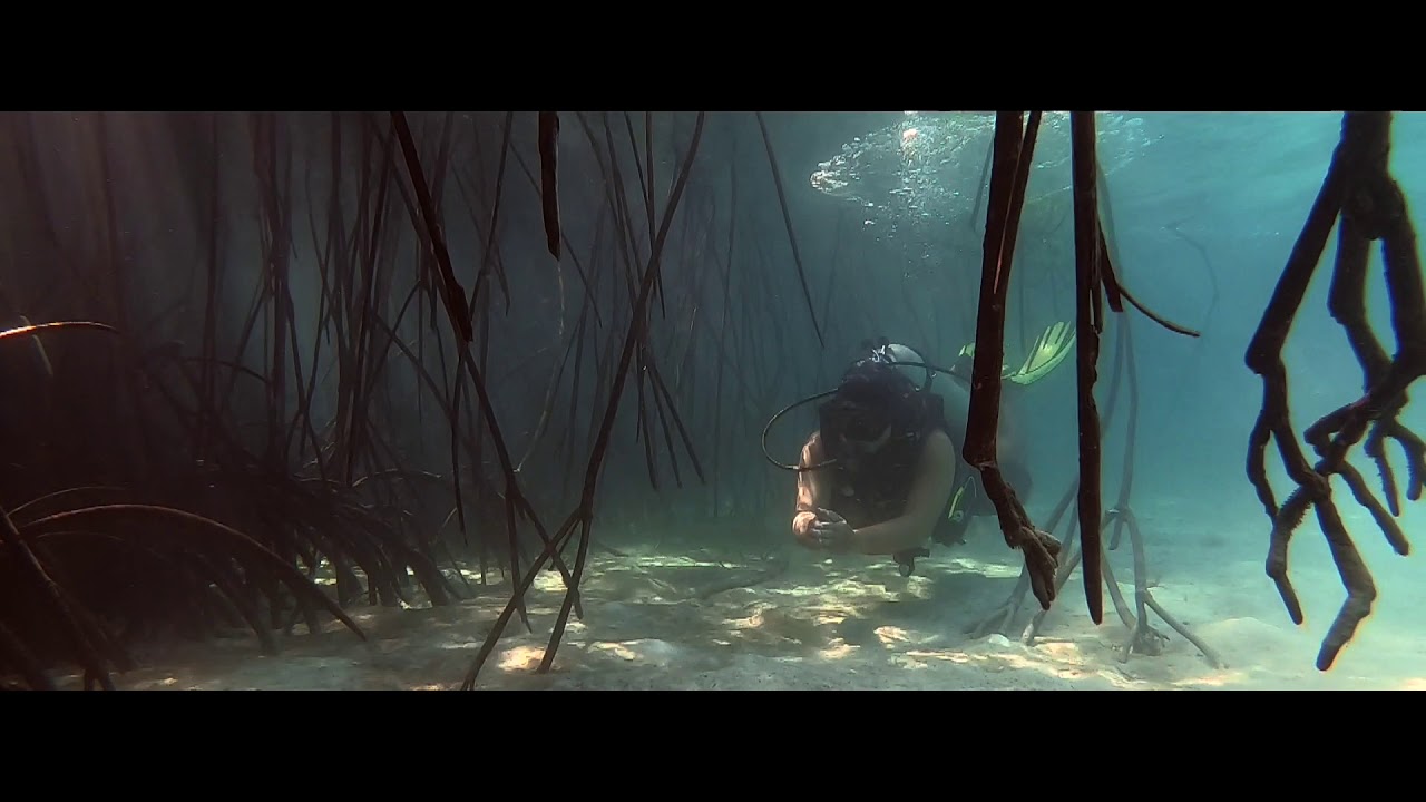 Clearwater mangrove diving