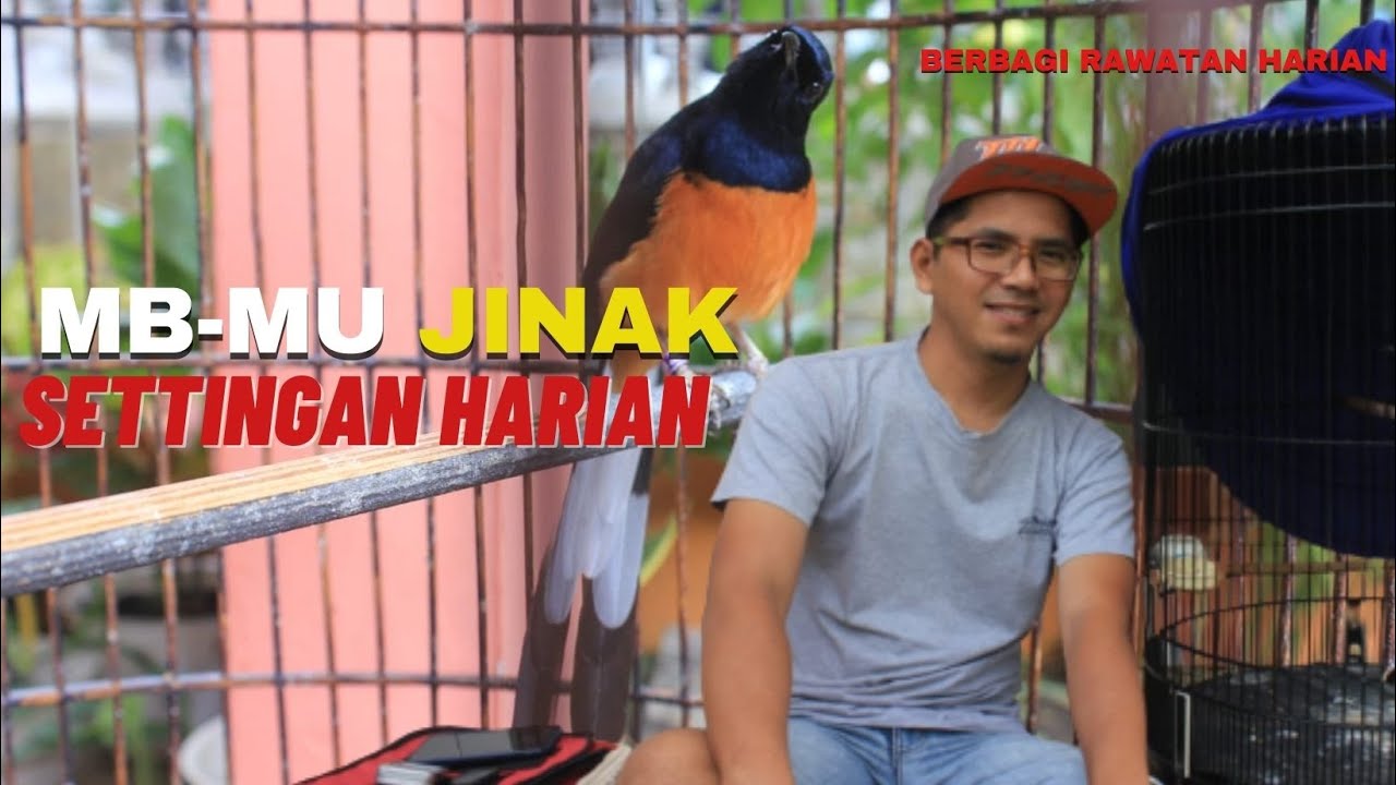 BEGINI MURAI BATU-MU II SETTINGAN HARIAN MURAI BATU JINAK II CARA PENANGANAN MURAI BATU JINAK