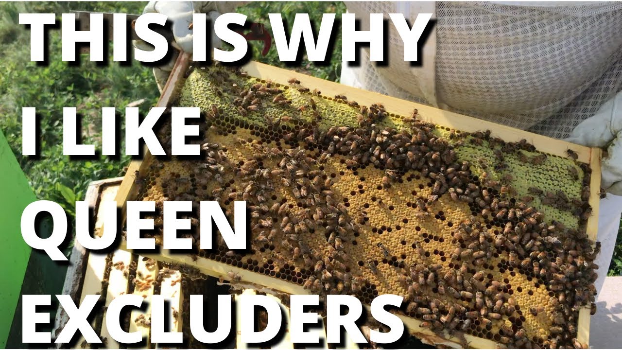 This is why I like queen excluders!