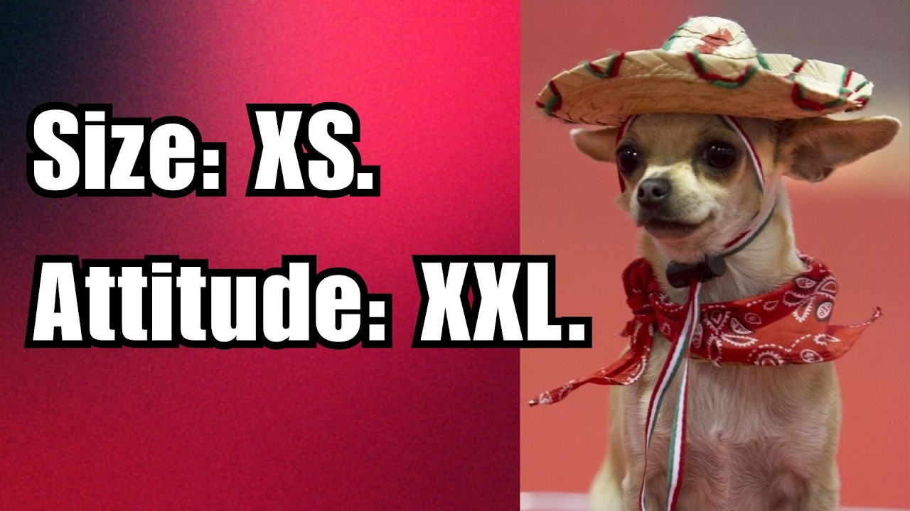 WHY ARE CHIHUAHUA DOGS Considered One of the MOST AGGRESSIVE in the World? The TRUTH Will SHOCK YOU