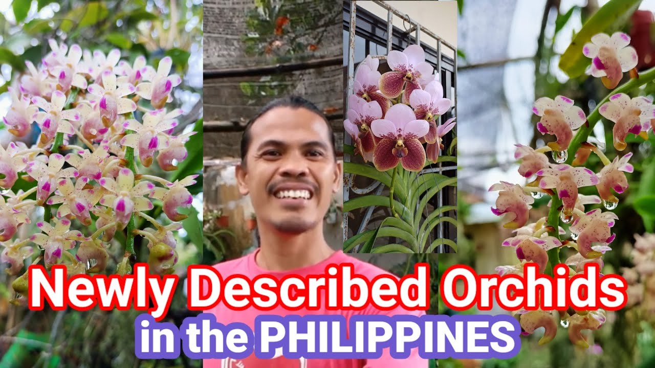 Newly Described Orchids in the Philippines