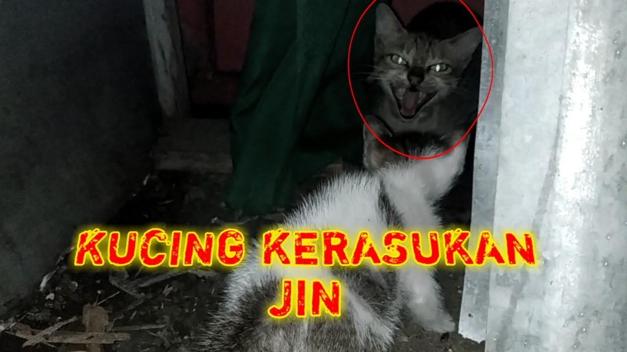 Kucing Kerasukan Jin Sampek Mau di Gigit Kameranya - Jumpa di Rumah Kosong